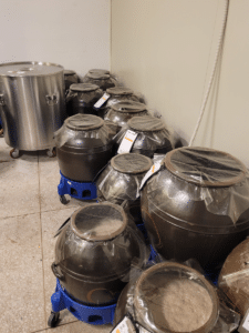 Les pots de riz en cours de fermentation à la distillerie de soju