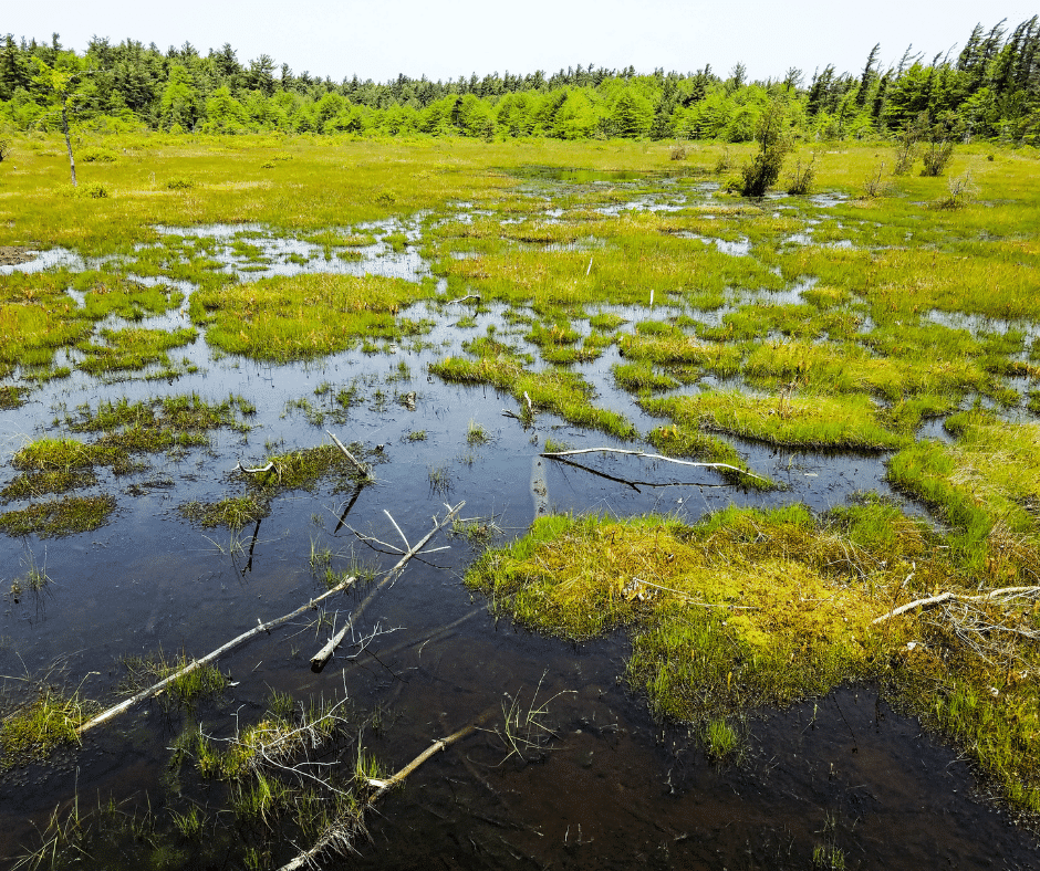 Tourbière